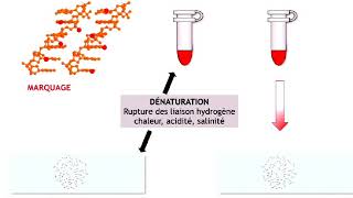 les techniques de cytogénétique partie 4