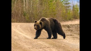 Попал в таёжный зоопарк! Лоси, медведь, глухарь и прочие. Поездка по избушкам, глухариный ток.