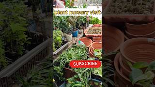 Plant Nursery visit | plants shopping #shorts