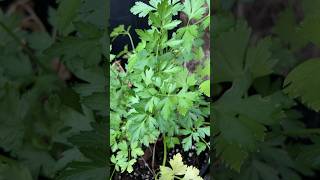 🌿 CUTE Herb Leaves 🥬💖 #shorts #ytshorts #herbs  #garden #homestead