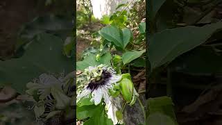 manangava na flor do Maracujá em câmera lenta #shorts