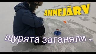 Жерлицы на щуку . Зимняя рыбалка на живца . 2018 г.