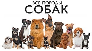 ВСЕ ПОРОДЫ СОБАК МИРА