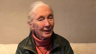 Jane Goodall bedankt Prins Bernhard Cultuurfonds voor de Roots & Shoots donatie!