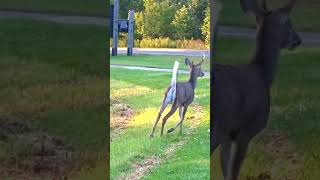 Whitetail Deer on the Move at Sunset #shorts #wildanimals