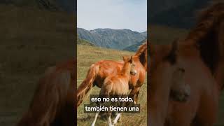 ¿Sabias que los caballos pueden dormir parados? #animales #curiosidades #shorts #caballos