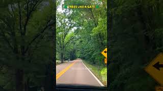 అమెరికాలో చెట్ల తోరణం, Arch of trees, Tree Tunnel II Telugu Life In USA , USA Telugu vlogs