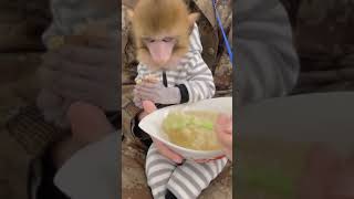 MACAQUINHO tomando sopa muito FOFO e DIVERTIDO TIKTOK #shorts