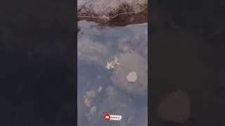 Dragão chinês aparece em lago ao norte da China 😱 #shorts