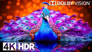 The Craziest OLED Test in 4K HDR 240FPS | Dolby Vision