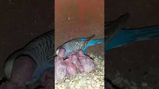 Maa Apne bacchon Ko Kis Tarah Palti hai#birds # is video mein pura Dekhen#viralvideo