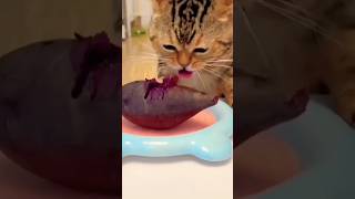 wow this video so beautiful #catlovers