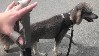 Loose Leash Walking with Two Standard Poodles