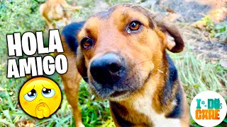 Estos 5 Perros se Acercaron por un poco de Amor