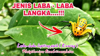 LABA LABA PALING LANGKA DI DUNIA ( Platythomisus octomaculatus )