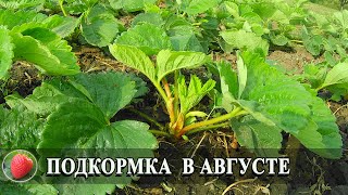 Подкормка клубники в августе и сентябре Урожая будет много