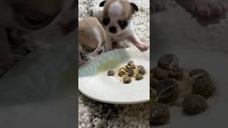 PUPPY'S 1st SOLID FOOD #sweetiepiepets #chihuahuapuppy #puppy #applehead #puppytriessolidfood