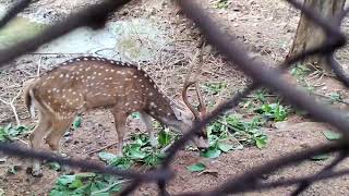 Nalco Deer Park Amazing Place #viral #angul #nalco#hd video