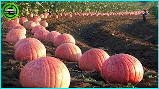 The Most Modern Agriculture Machines That Are At Another Level , How To Harvest Melons In Farm ▶11