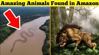 Amazing Animals Found In Amazon Rainforest 😱 | Terrifying Animals Found In Amazon Forest