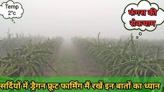 सर्दियों में Dragon fruit farming मे रखें इन बातों का ध्यान| Care of Dragon fruit Plant in winter |