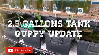 WHATS INSIDE MY 2.5 GALLON TANKS | GUPPY UPDATE (HD) | V0519