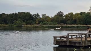 A Swan flyby at Fleet Pond