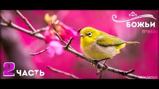 Топ - Самые красивые птицы мира | The most beautiful birds in the world