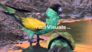 Pair of Hooded Parrots