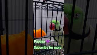 Papaya time | Alexandrine Parakeet #papaya #parrot #alexandrineparakeet #cute #funnyvideo