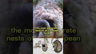 7 amazing facts about Penduline tit bird nest you need to know