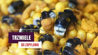 Trzmiele do zapylania