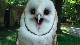 Barn owl or feather baby ba