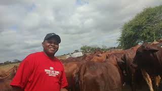 Cattle dip at Marereni feedlot farm . Boran cow's