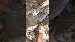 negara penghasil kepiting terbesar di dunia #shorts #closertv #vidioviral