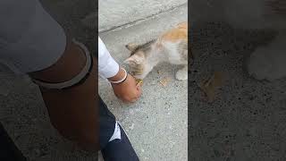 #cat #cats #catvideos #catlover