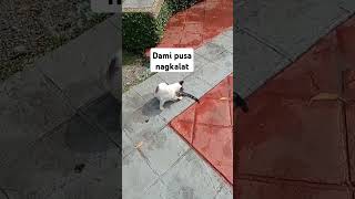 straycat in manila #cats #animals #youtubeshorts #short