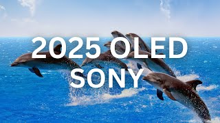 2025 SONY OLED | 4K HDR 60fps