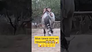 У всех есть Leng Rover Leksus LANKRUZER  no у меня есть это