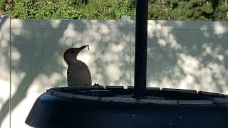 Calling both of our Red Bellied Woodpecker fledglings (Squeaky & Junior) to get something to eat.