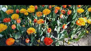 Tulip Festival on Elagin Island Фестиваль тюльпанов  на острове Елагин. Санкт- Петербург. май 2024 г