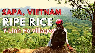 Sapa, Vietnam: Prime Destination in Ripe Rice Season (Y Linh Ho villages)