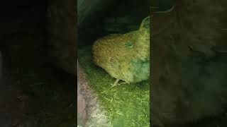 Hen is ready to laying egg 🥚🤩🤩💝💝 short video