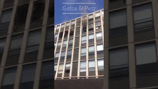 Gato Pula de Apartamento em Chama   Veja o que Aconteceu