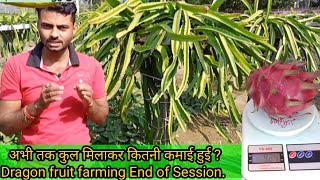 ड्रैगन फ्रूट Farming मैं दूसरे साल कितनी कमाई हुई |Earn in Dragon fruit farming after 14 months.