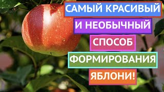 ТАК ЯБЛОНИ ВЫ ЕЩЕ НЕ ФОРМИРОВАЛИ! УДИВИТЕЛЬНОЕ РЕШЕНИЕ, КОТОРОЕ ПРОСТО ИСПОЛНИТЬ!