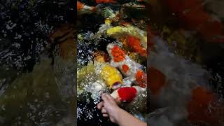 koi dạn người #koifish