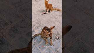 பூனை பேசுமா 😂 | Cat | Stray Cats | Funny Shorts | #catlover #petcare