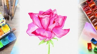 Watercolor Botanical Illustration - Pink Rose Flower Painting