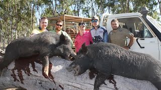 Wild Boar Hunting with dogs in Basalt Country, North Queensland.